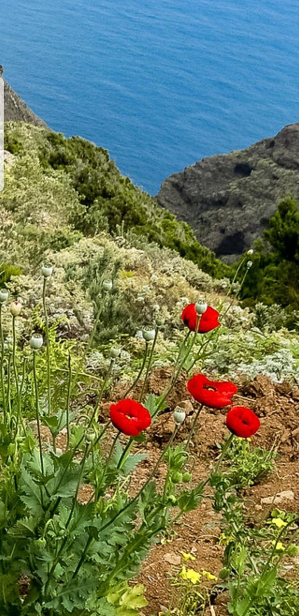 The Poppies Guest House - 100M Ocean - Private Spaces Candelaria Zewnętrze zdjęcie