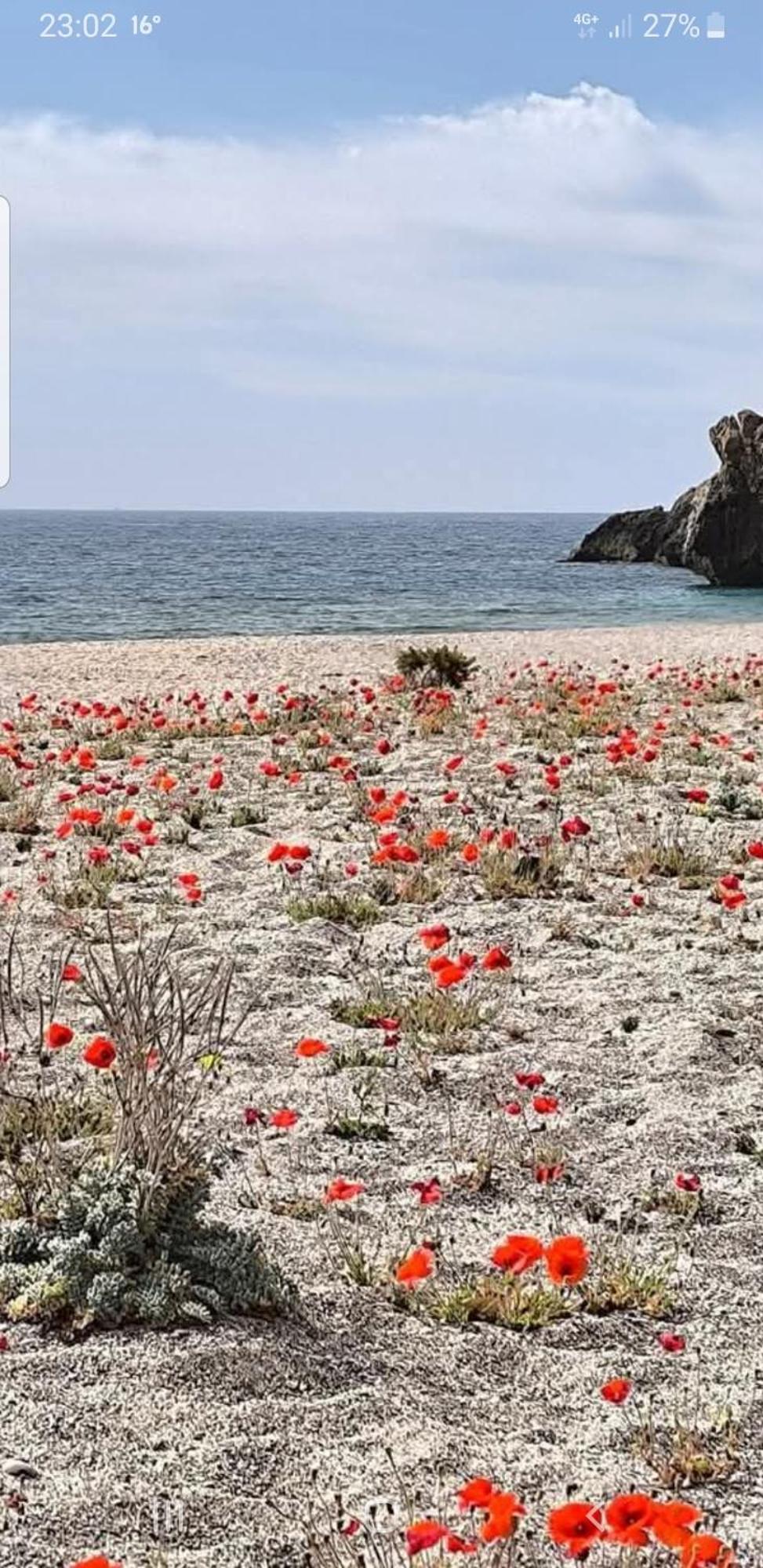 The Poppies Guest House - 100M Ocean - Private Spaces Candelaria Zewnętrze zdjęcie